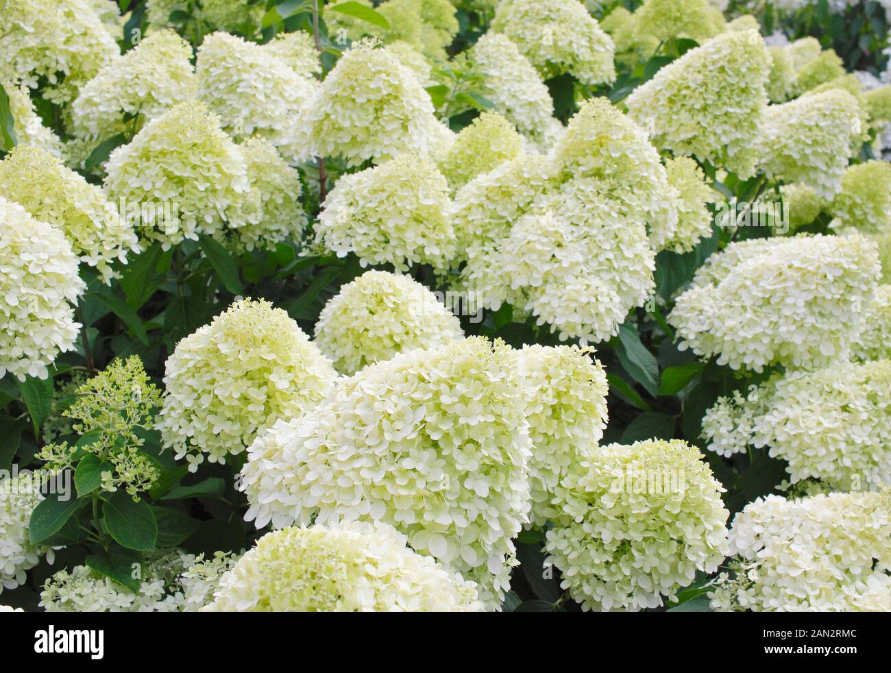Hydrangea paniculata 'Limelight' affichage crème distinctif et fleurs lime en été. UK Banque D'Images