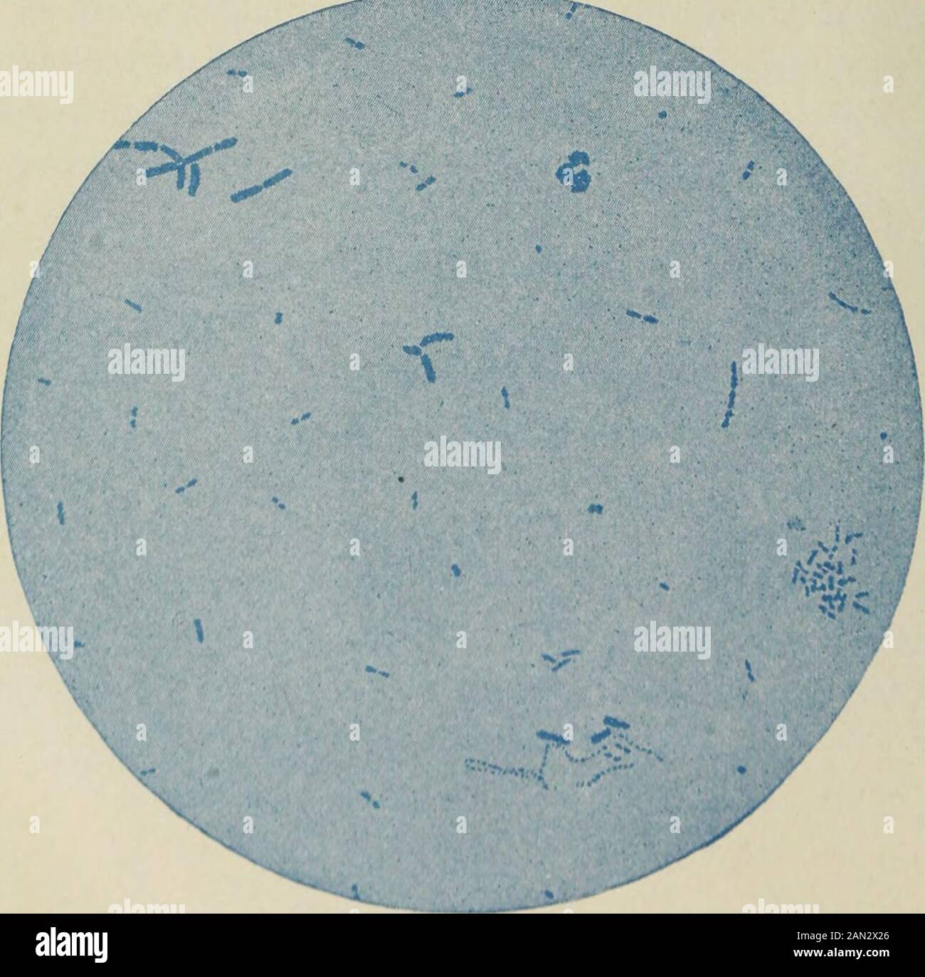 Rapport annuel du Conseil de contrôle de la Station d'expérimentation agricole de New York . Fig. 1.— aucune bactérie n'a été observée. Deux cellules tissulaires.nombre de cellules = 800 000 par c. LE LAIT SOURD NORMALEMENT. Vig. 3.— Lait qui est presque aigre. La majorité des bactéries arc [actio acide bactéries. Un (problème oell. Bacterialcount. 80 000 000 pero Pays400,000pero,o, plaque I.— dessins op Milk Smoars comme Vu Sous le microscope Tous préparés de telle manière que chaque bactérie ou tissu vu est équivalent à 400,000 par centimètre cube. LAIT DE QUALITÉ ÉQUITABLE. Banque D'Images