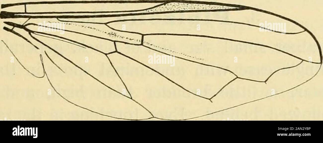 Diptères danica : genres et espèces de mouches trouvés jusqu'ici au Danemark . n il y a des poils longs et pâles, augmentant dans la longueur vers la base. Venter noir, quelque peu translucide sur la partie de base, avec des poils pâles, sombre sur le quatrième segment. Genitalia forminga petit bouton. Jambes noires, genoux jaunâtre rouge, les genoux postérieurs quelque-ce obscuse, la partie basale du métatarse central aussi pâle.Tous tibiæ avec une légère excision ou incurvation sur la sidenear postérieure l'apex, le plus distinct sur le Hind tibiæ. Hind métatarsusquelque peu épaissi. Fémora antérieur avec poils longs sur la postéro-ventr Banque D'Images