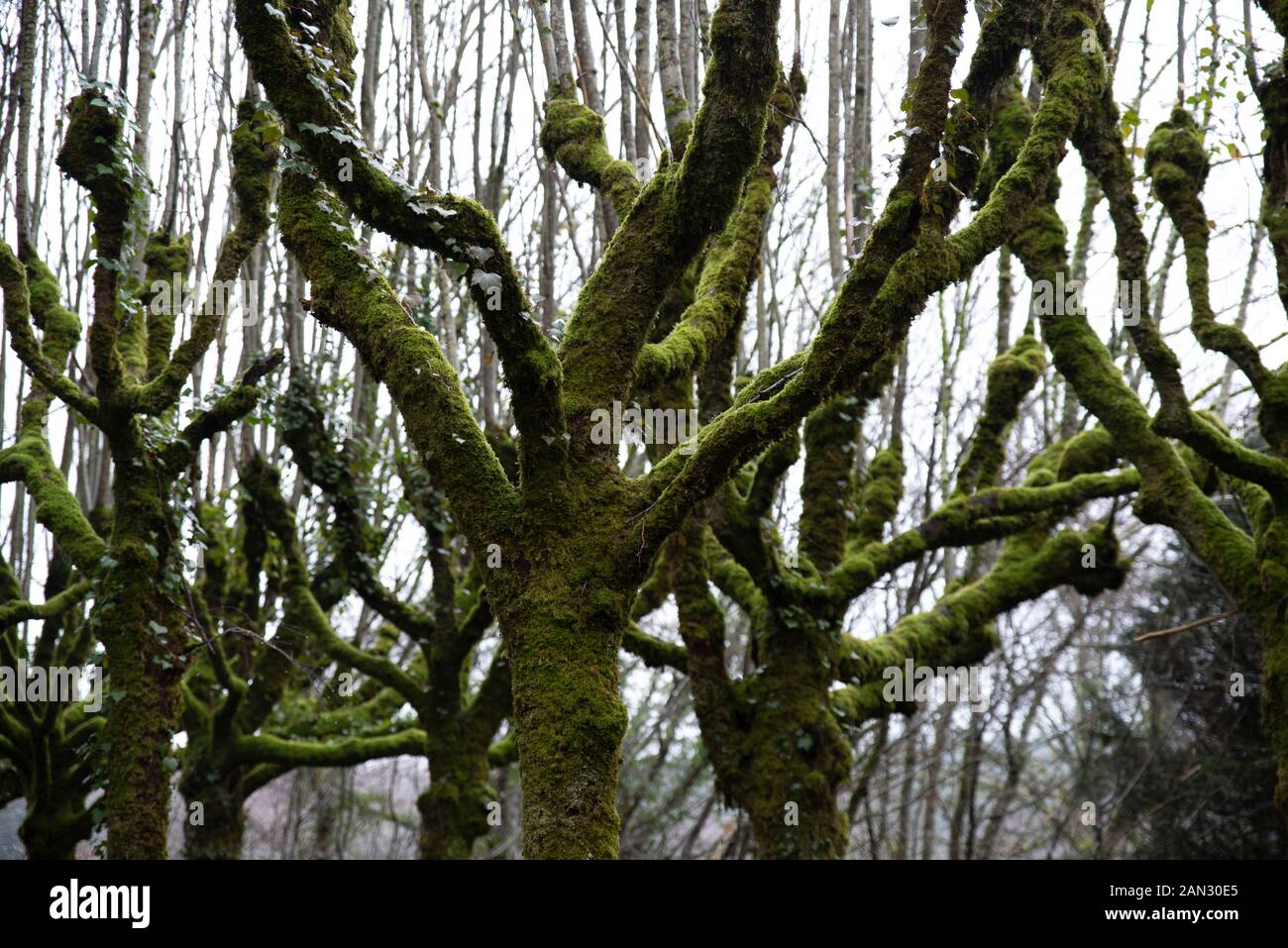 Arbre couvert de mousse verte en hiver, du brouillard Banque D'Images