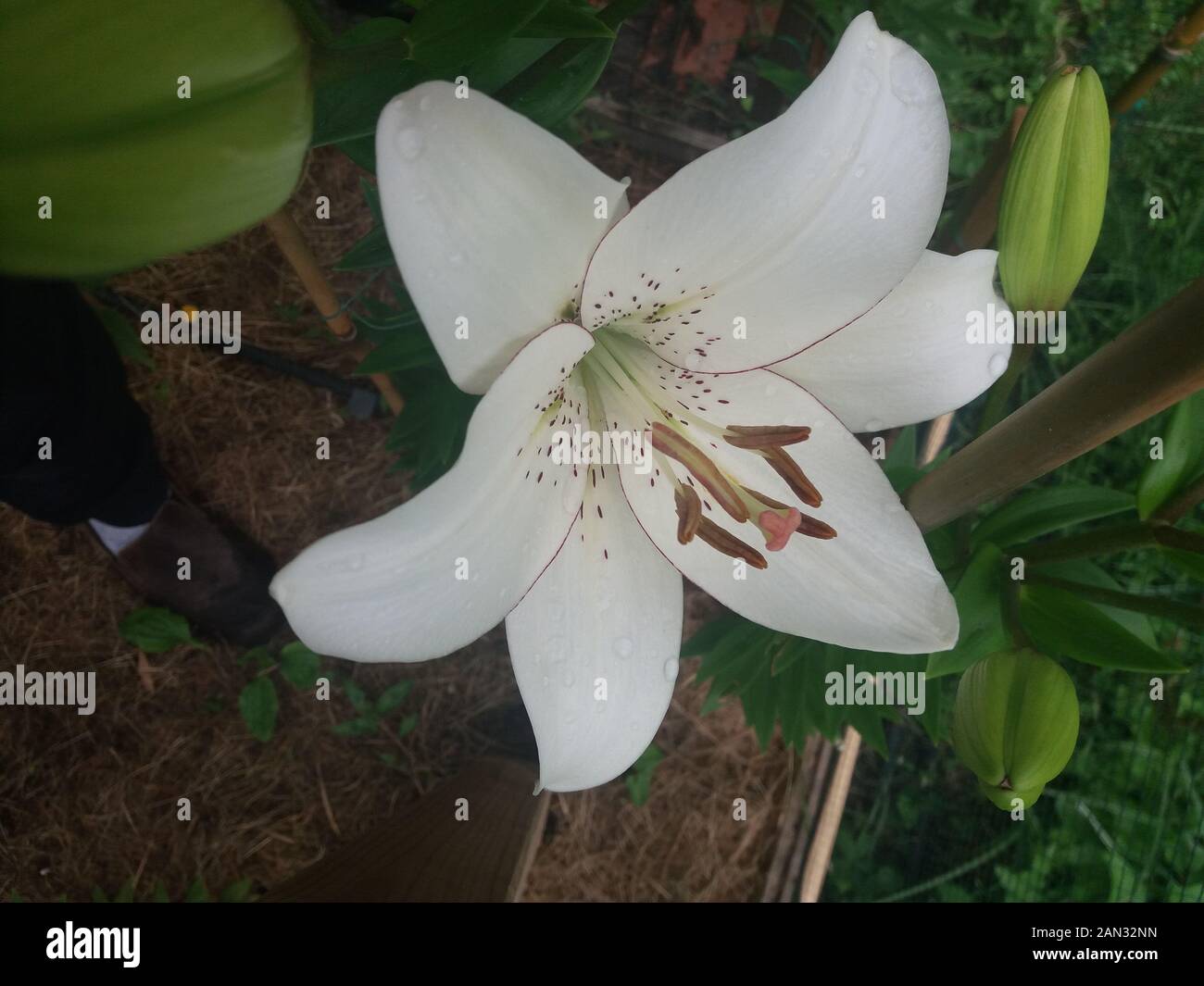 L'eyeliner Lilium Banque D'Images