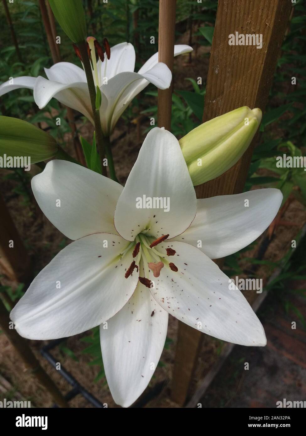 L'eyeliner Lilium Banque D'Images