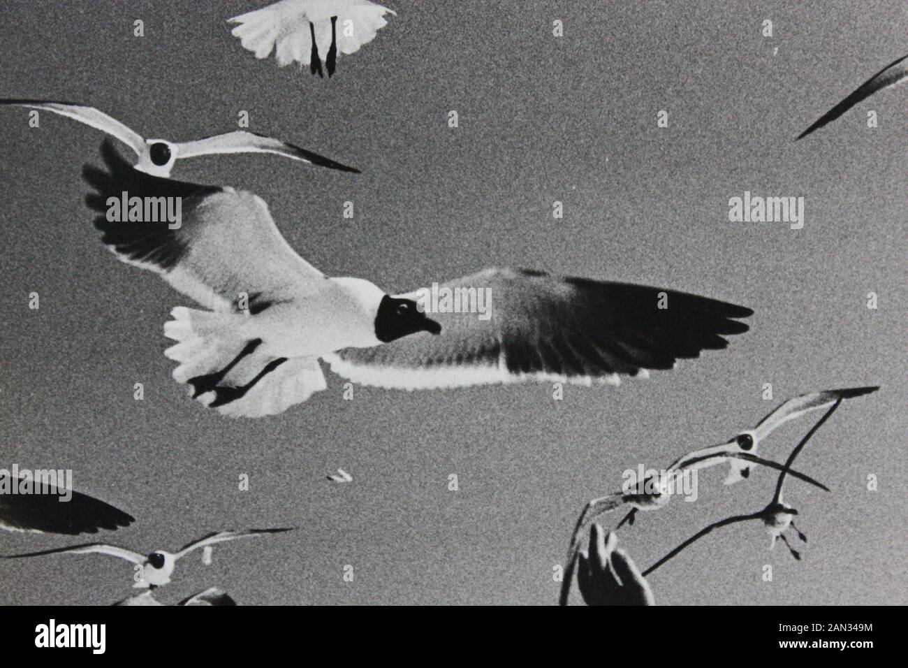 Photo vintage noir et blanc fin des années 70 d'un mouette Banque D'Images