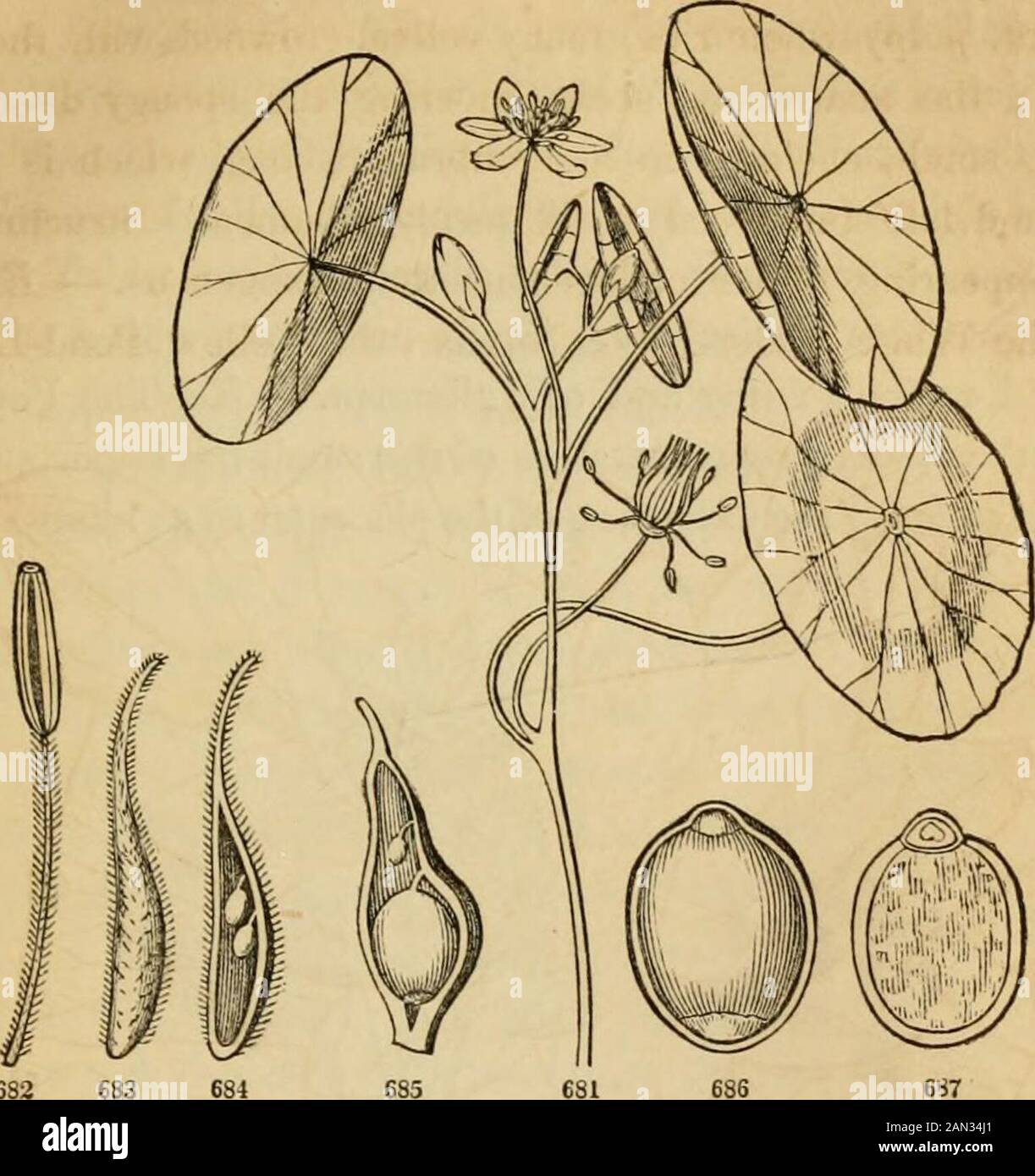 Introduction à la botanique structurelle et systématique, et la physiologie végétale, : étant un 5ème et remanié du livre de texte botanique, illustré par plus de treize cents boisés . le magnifique Victoria de l'Amérique du Sud tropicale, le plus gigan-tique et la plus grande douche d'aquatiques, tant sur ses fleurs que ses feuilles. Plantes MU-cilagineuses, avec une légère astringence; pas de propriétés importantes. 750. Ord. CabombaccSB {Water-Shield Family) est vraiment simplement l'état asimplifié du dernier, avec seulement une série de pétales et de pétales, FIG. 677. Fleur ouverte, avec fleur-bourgeon et feuille de l'eau-Lily blanche (Nymphasa Banque D'Images