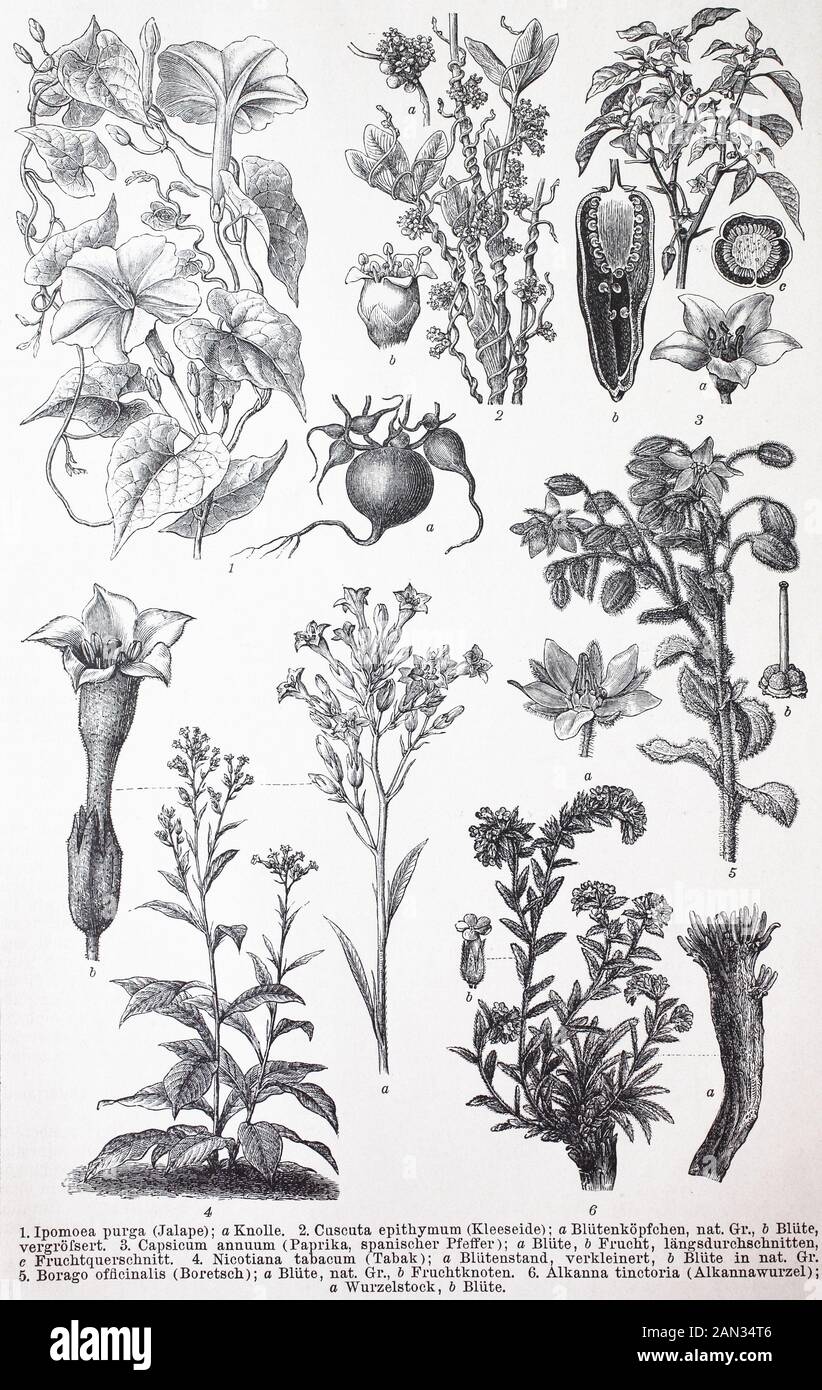 Divers Tubiflorae, Ipomoea purga, Cuscuty epithymum, Capsicum annuum, Borago officinalis, Alkanna tinctoria, / verschiedene Tulage biflorae, Ipomoea purga, Cuscudy epithymum, Capsicum annuum, Borago officinalis, Alkanna tinctoria, Historisch, Redukisch, reproduction numérique du 19° 19°. Jahrhundert Banque D'Images