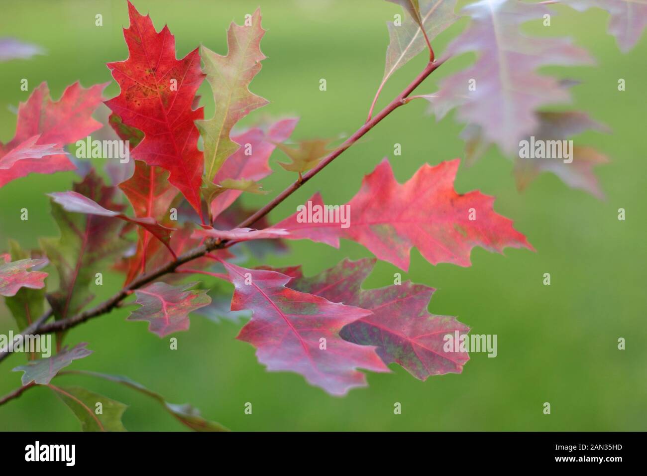 Quercus palustris. Feuilles de chêne PIN en automne. ROYAUME-UNI Banque D'Images