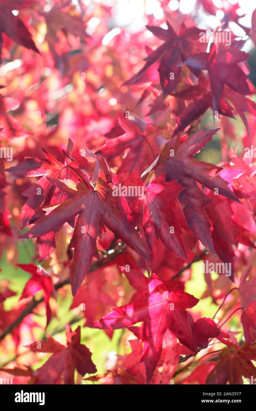 Liquidambar styraciflua 'stared' Sweet gum Tree affichant des couleurs vives d'automne. Banque D'Images