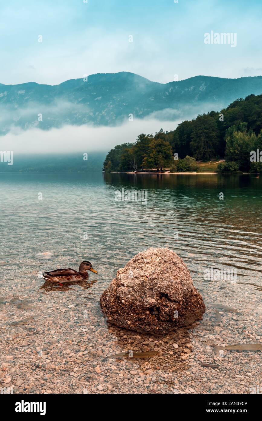 Écosystème du lac de Bohinj. Poisson de canard et de truite brune dans les eaux froides du lac glaciaire. Banque D'Images