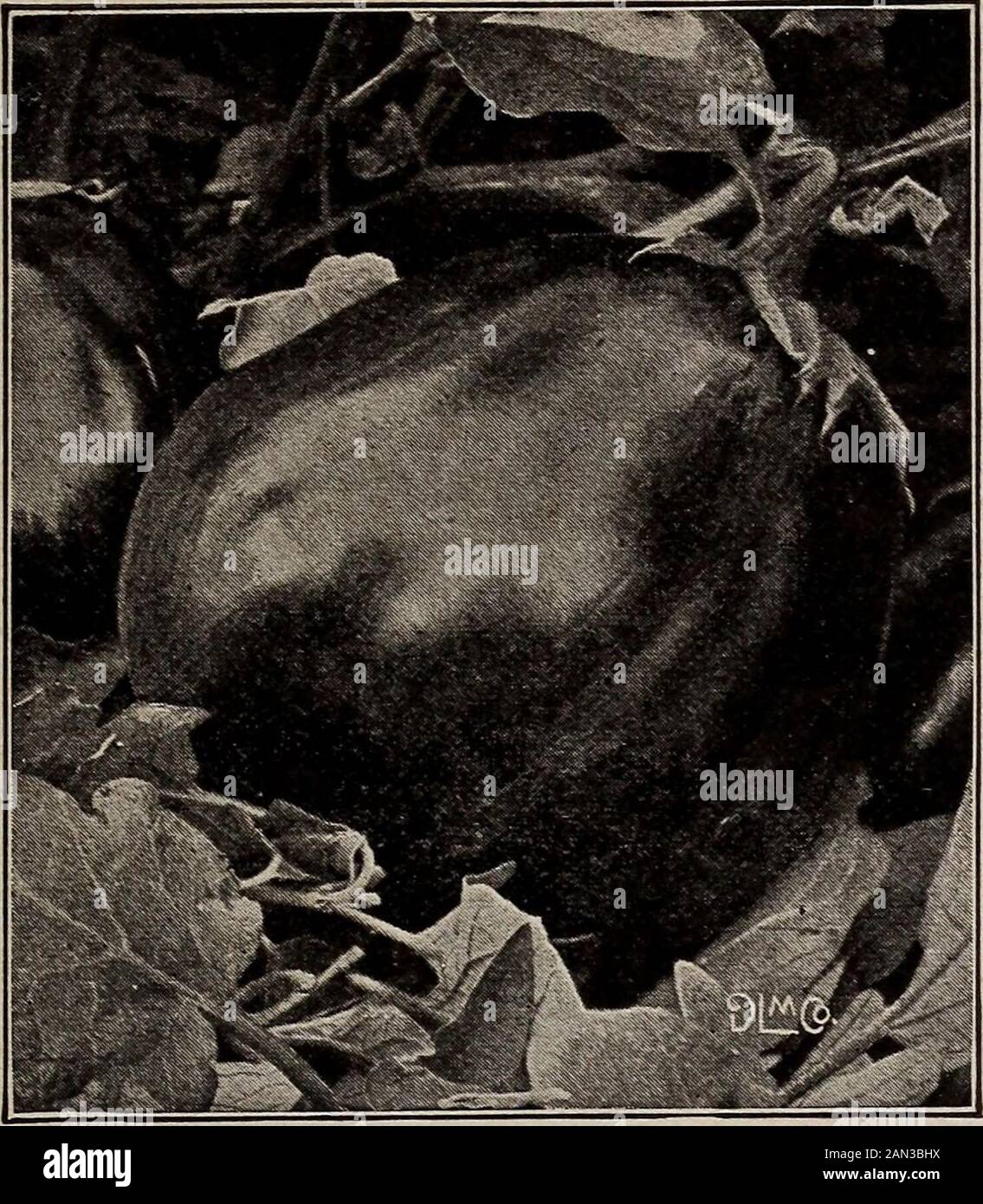 Catalogue 1916 : graines, ampoules, arbustes . Début BLANC VIENNE KOHLRABI Lauch, Ger. Leek Poireau. Fr. Une once de semences à 150 pieds de forage. IEEK, MUSSELBURGH Sow sement les portes en juin et s'écartant à 4 pouces. Leek est avgetable de mérite inhabituel, et n'est pas la moitié appréciée par le peo-ple américain, alors qu'il est considéré comme un grand favori par beaucoup de notre population étrangère.DRAPEAU DE LONDRES. C'est le genre principalement cultivé par les jardiniers du marché. Il est d'excellente qualité, de saveur douce et uniforme. PKT., Sc; oz., 10 c; J41 b.» 35 c; lb. 1,25 $. MUSSELBURG. Feuilles larges et larges, arômes mile et le ple Banque D'Images