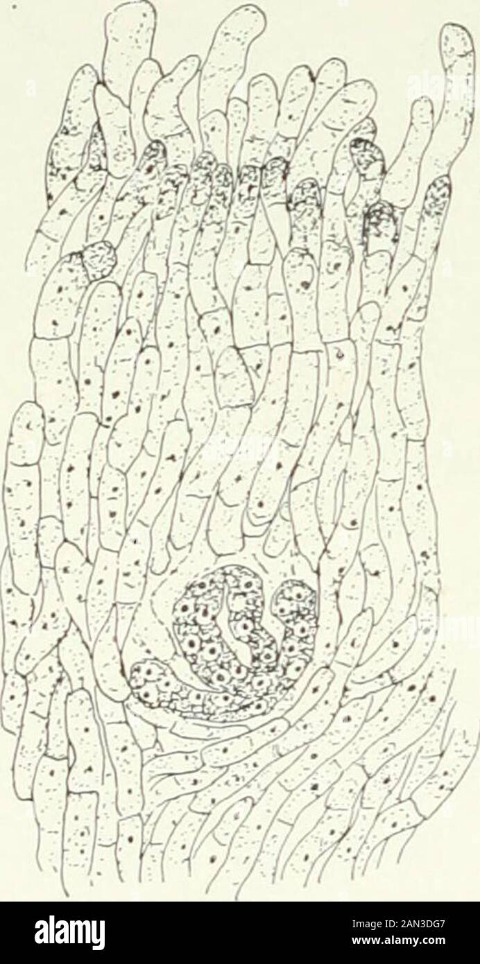 Champignons, Ascomycètes, Ustilaginales, Uredinales . rther enquête, particulièrement du point de vue du thispoint de vue. Dans Xylaria et Hypoxylon, le jeune stroma est recouvert d'un enchevêtrement de 170 PYRÉNOMYCÈTES [CH. De conidiophores, dont de petites conidies ovales sont abstriées. Dans Xylariathes forment un revêtement blanc, en contraste marqué avec les portionsnoires plus anciennes du stroma, où les périthèces arrivent à maturité, et justifient le champignon namaecandle-priser, appliqué à certaines espèces de cononers. Si, dans le genre eithere, le stroma est sectionné pendant la phase conidiale, les nids de petites hyphes, semblables à ceux de Poronia, W. Banque D'Images