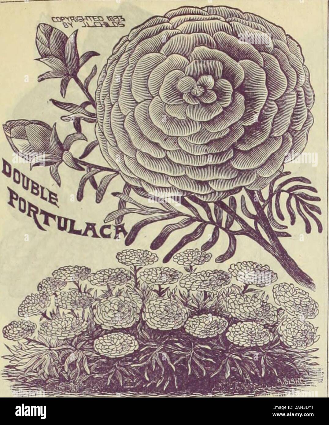 Fleurs rares, légumes et fruits de Childs pour 1895 . hers aresolid couleurs, mar^ned avec d'autres nuances. Theeoloring de ces coquebud Poppies est un somethingwoiulerful, et doit être vu pour être apprécié.Intense cramoisi de cramoisi, rose rose, alors que blush, martelé, firé, etc 10 Nudlcaule ou Islande Poppies. Perenniais, mais bloompremier année. Très h.uidsome et gracieuse, et partihu-larly souhaitable parce que tliey nous fournit un coloriant jusqu'à présent manquant dans les fleurs de la (&gt;. Les teintes jaunes et les teintes d'ange sont particulièrement lignées, et le blanc Est très pu re 10 tulipes Fleuri. Un nouveau coquelicot de gre;il brillait Banque D'Images