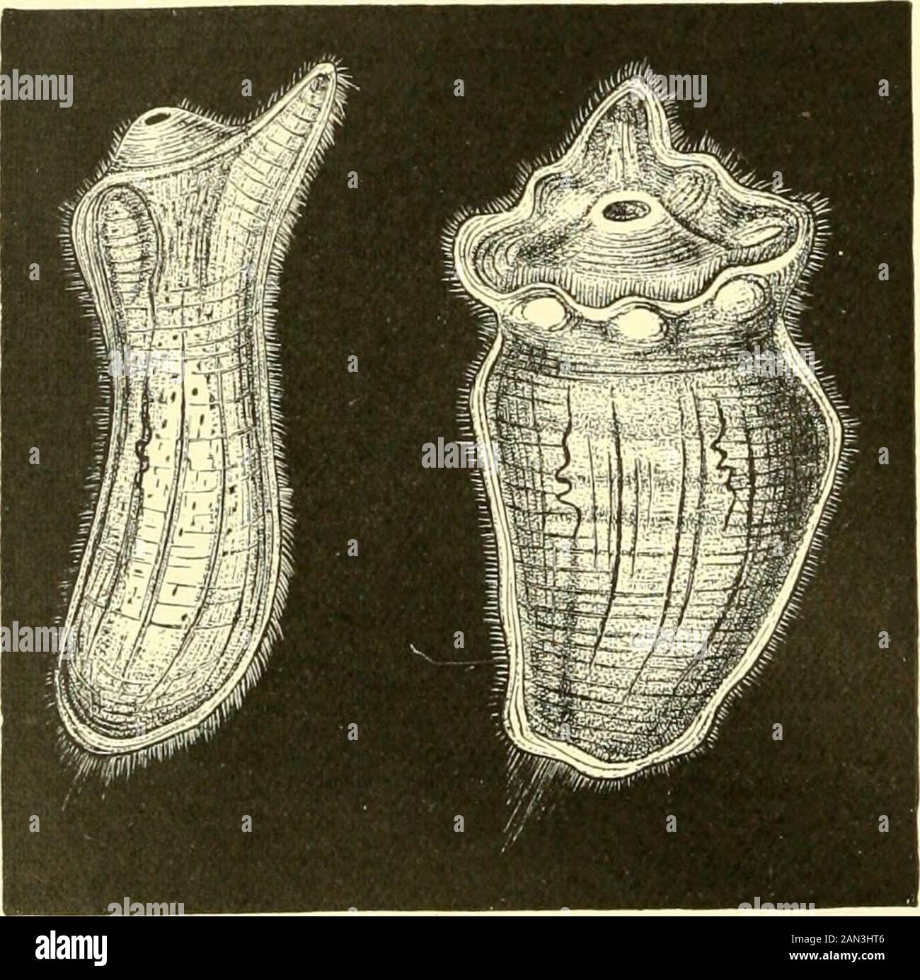 L'histoire naturelle royale . RE est un spécimen ex-tend, et près de la droite un spécimen fortement contracté de l'actinia vert beau carl. D'autres formes magnifiques se trouvent dans les anémones à rayures doubles, Ragactis pulchra et Gereactis auranantiaca. Le soleil-anémone{Heliactis bellis), encore une fois, varie considérablement en couleur mais est toujours élégant, et le théame peut être dit de la trompette - anemone avec les tentacules repérés {A^ptasiamutabilis). Au premier plan au centre, on voit un crabe ermit transportant avec son invité, le cloak-anemone (Adamsia palliata). Un anemone moins visible (Eloactis mazelii) est pr Banque D'Images