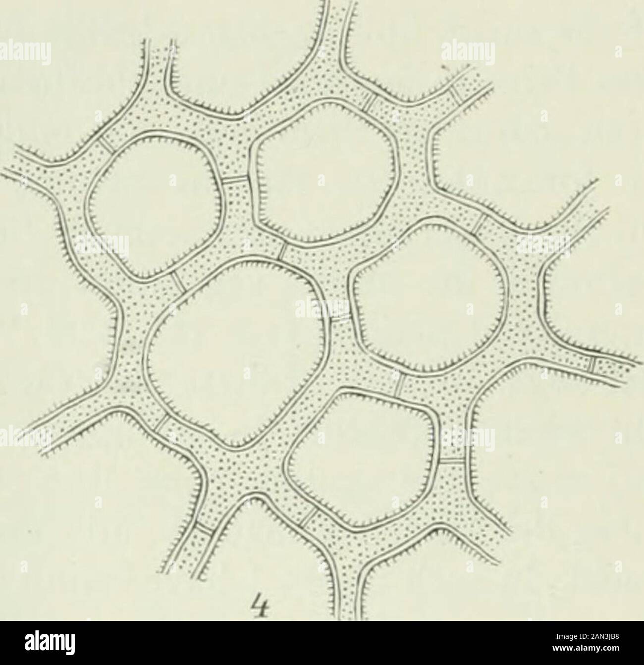 Champignons danois représentés dans l'herbier d'ERostrup . Ctenomyces. 570. Ctenomyces serratus Eidam, V. II c. Icon., Syll. VIII ^.Sur les cuirs de Con-us. Les clans de woolen, etc. Sept—Octob. S. Geelskov (OR.), Boserup Skov (90 O. R. voir R 05 b 3ii). Aspergillaceae. Anixiopsis. 571. Anixiopsis stercoraria K. C. Hanson 97 ^^ c. icon., Syll.Xl Syn: Eurotium stercorarium E. C. H. 7(^^°, Syll. I. 155 Sur le vieux fumier de renard, J. Hjortlund (août 74) plus tard sur cultivé dans l'ouvrier-torium. Aspergillus. 572. Aspergillus glucus Fries S. M. Ill 3«^ Syll. IV «^ LdauVIII ^2^ Mucor glucus Fl. D. onglet. 777 fig. 2 Banque D'Images