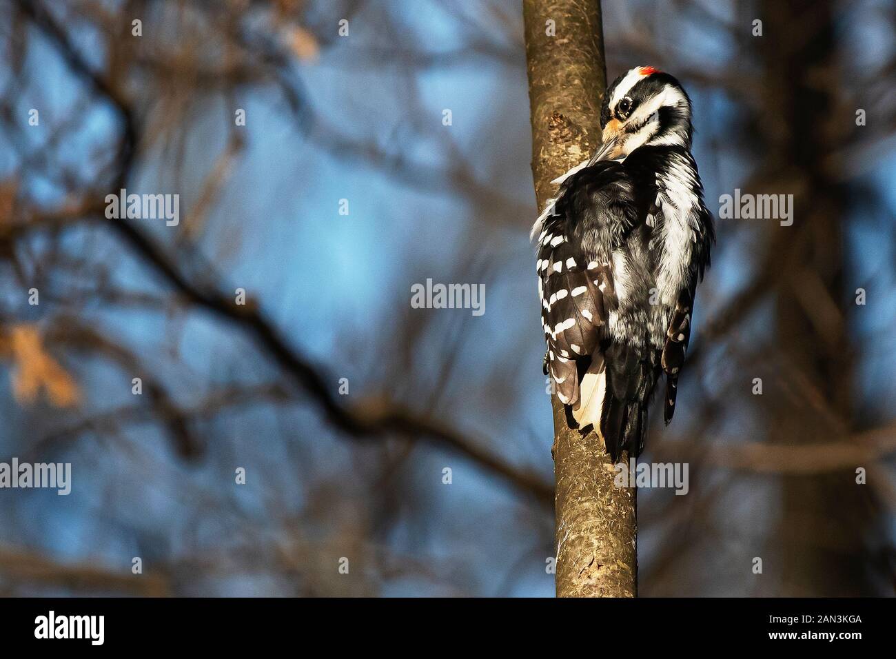 Pic chevelu au lissage en habitat boisé Banque D'Images