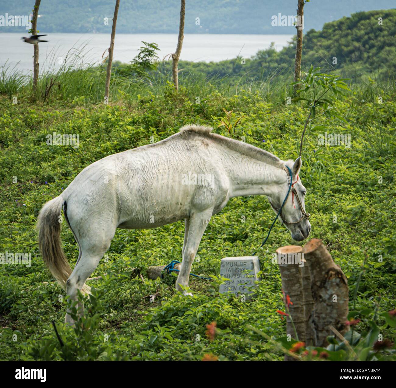 L'un des chevaux que certains touristes de trajet pour le cratère principal du volcan Taal. Banque D'Images