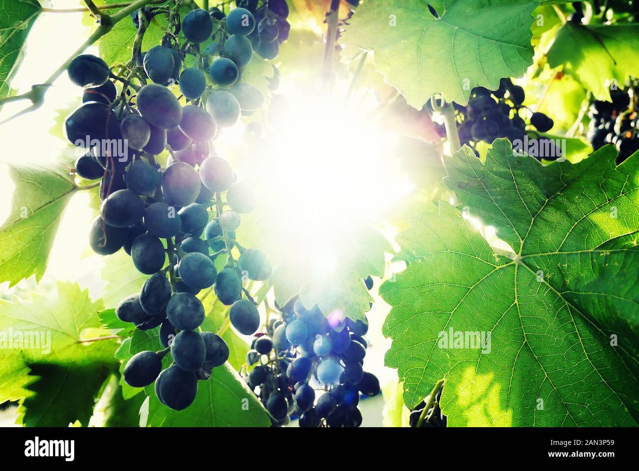 Dans le milieu naturel, une bande de bleus avec des feuilles vertes et lumineuses met en évidence au centre du châssis. Cadre dans les baies de raisin et de feuilles. Vin Banque D'Images