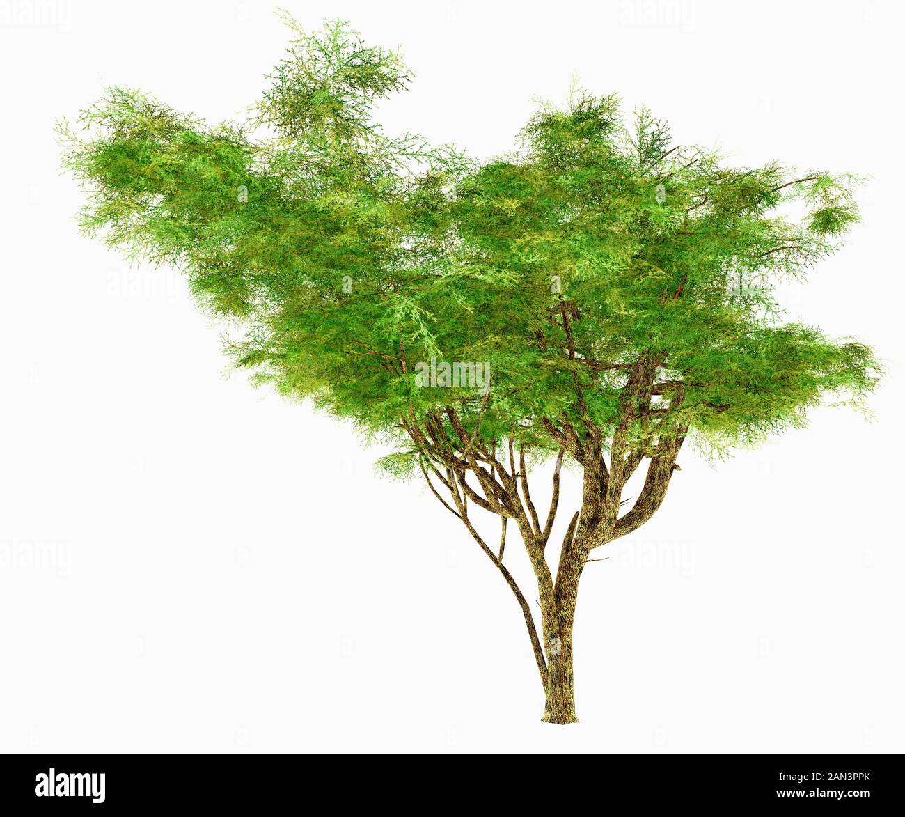 L'arbre d'épines Parapluie Acacia peut être un buisson ou un arbuste dans des conditions extrêmement arides et vit en Afrique et au Moyen-Orient. Banque D'Images