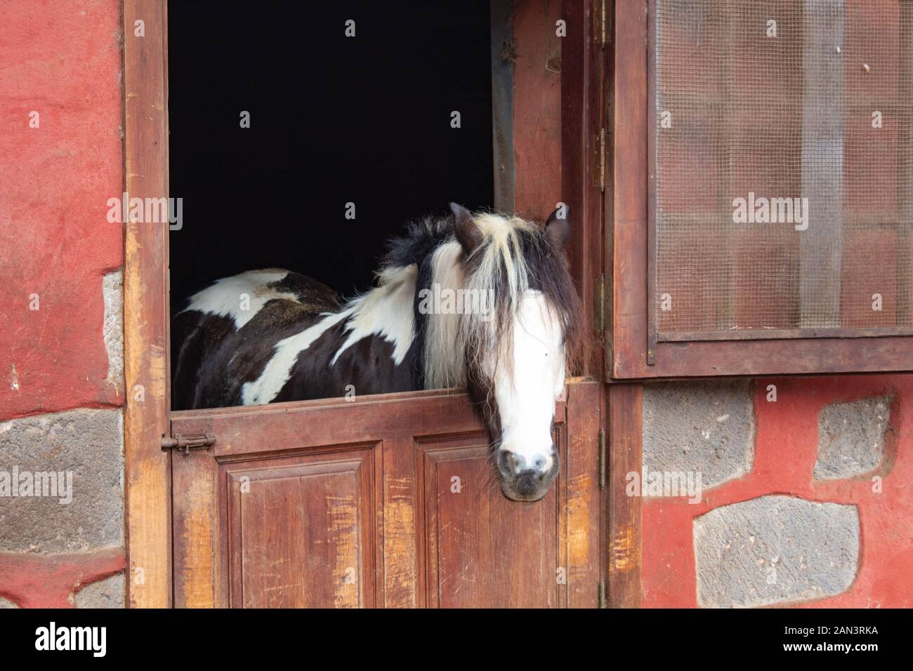 Cheval brun et blanc avec une longue crinière en permanent et stable à l'extérieur Banque D'Images