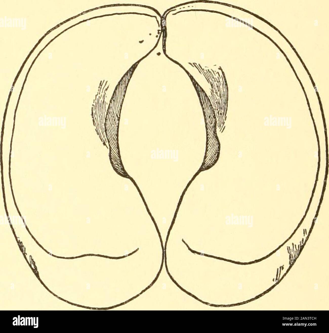 Le boeuf musqué, le bison, le mouton et la chèvre . f le mouton;tandis que ses ossements de canon courts et larges sont des likeones du boeuf, et diffèrent largement de la brebis ou de la chèvre éitherbeux. Les sabots sont grands, avec des boucles et un peu concaves en dessous, comme thecaribou, qui facilite l'escalade des rockyridges et le raclage de la neige de la nourriture de theironly, le lichen et la mousse, pour quelque chose que ce soit leurs cornes sont également admirablement adaptés.M. Rhodes a avancé la théorie de la théexistence d'une transition entre le musc-oxet le bison, mais la structure des molardenes et de la queue rudimentaire convainquent Probes-dors R. Lyde Banque D'Images