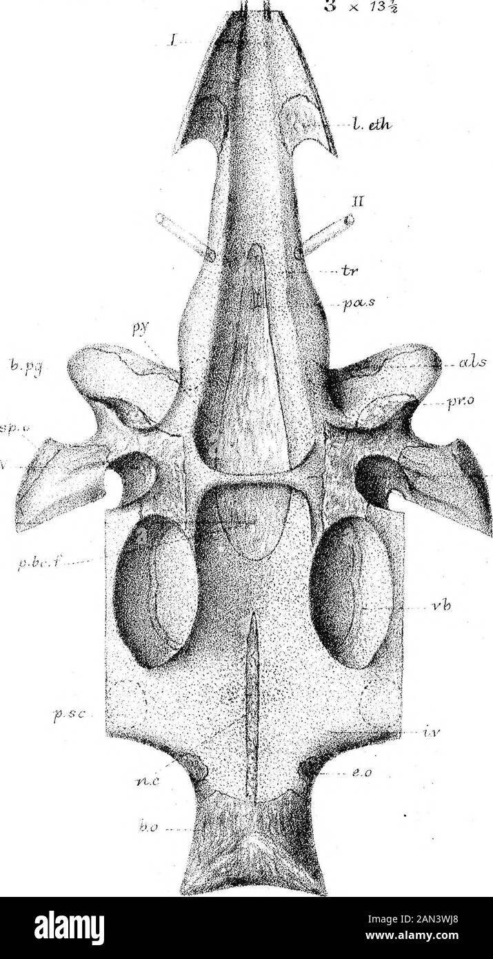 Concernant le développement du crâne à Lepidosteus osseus . e.lvy W.K.P. del cuLnoct.M , P. Paa^ker litk 0.550. LEPIDOSTEUS - WeStNewmom &. 0 ? Ivrn PoLrlcer. Phil. Trans. 1882. Plaque 38 . S x 73-1 eels. X 6 X 4- 4* x 13% x 7- 2 x 6 f p CC. S h.pq VII Banque D'Images