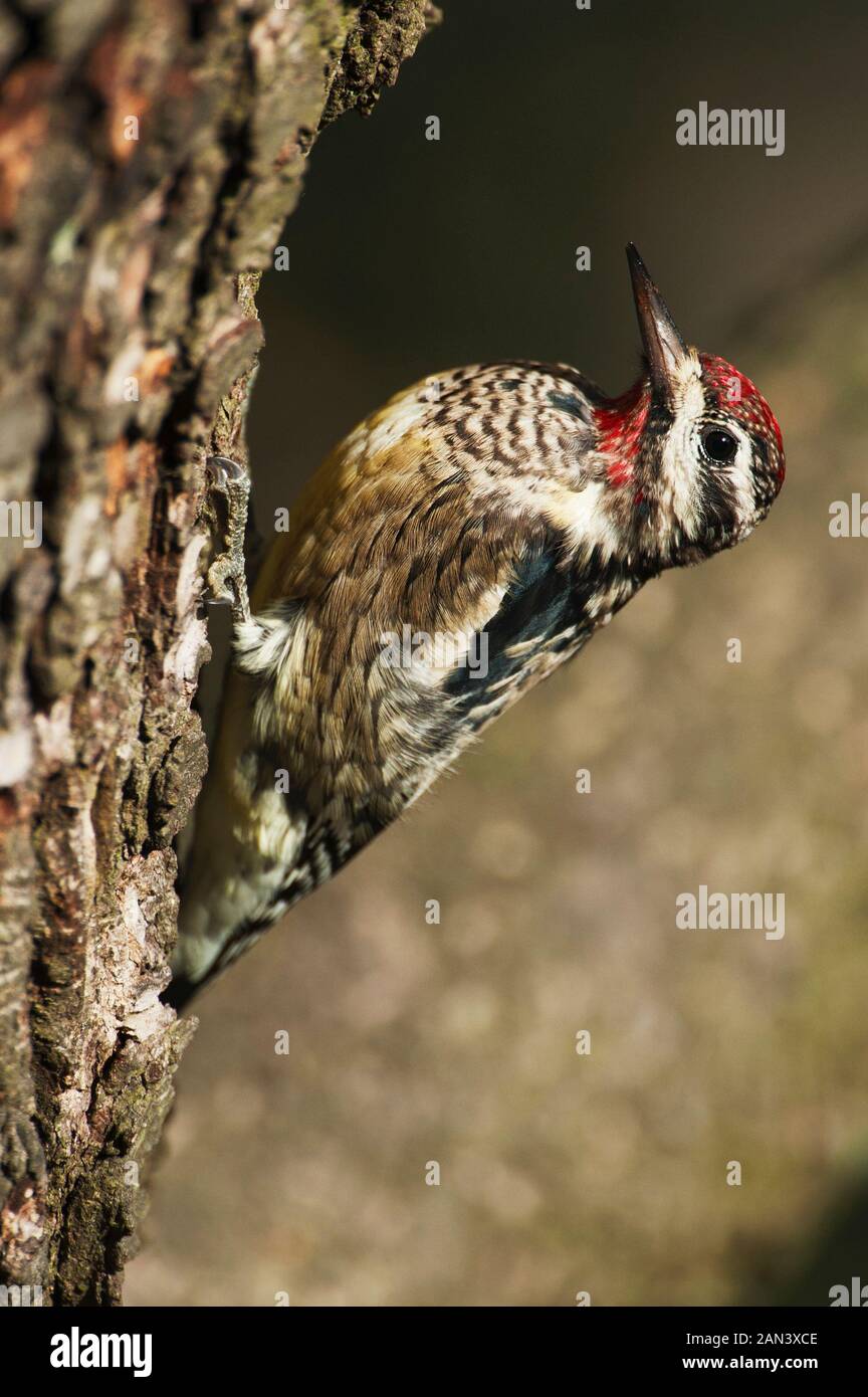 Pic maculé de nourriture Banque D'Images