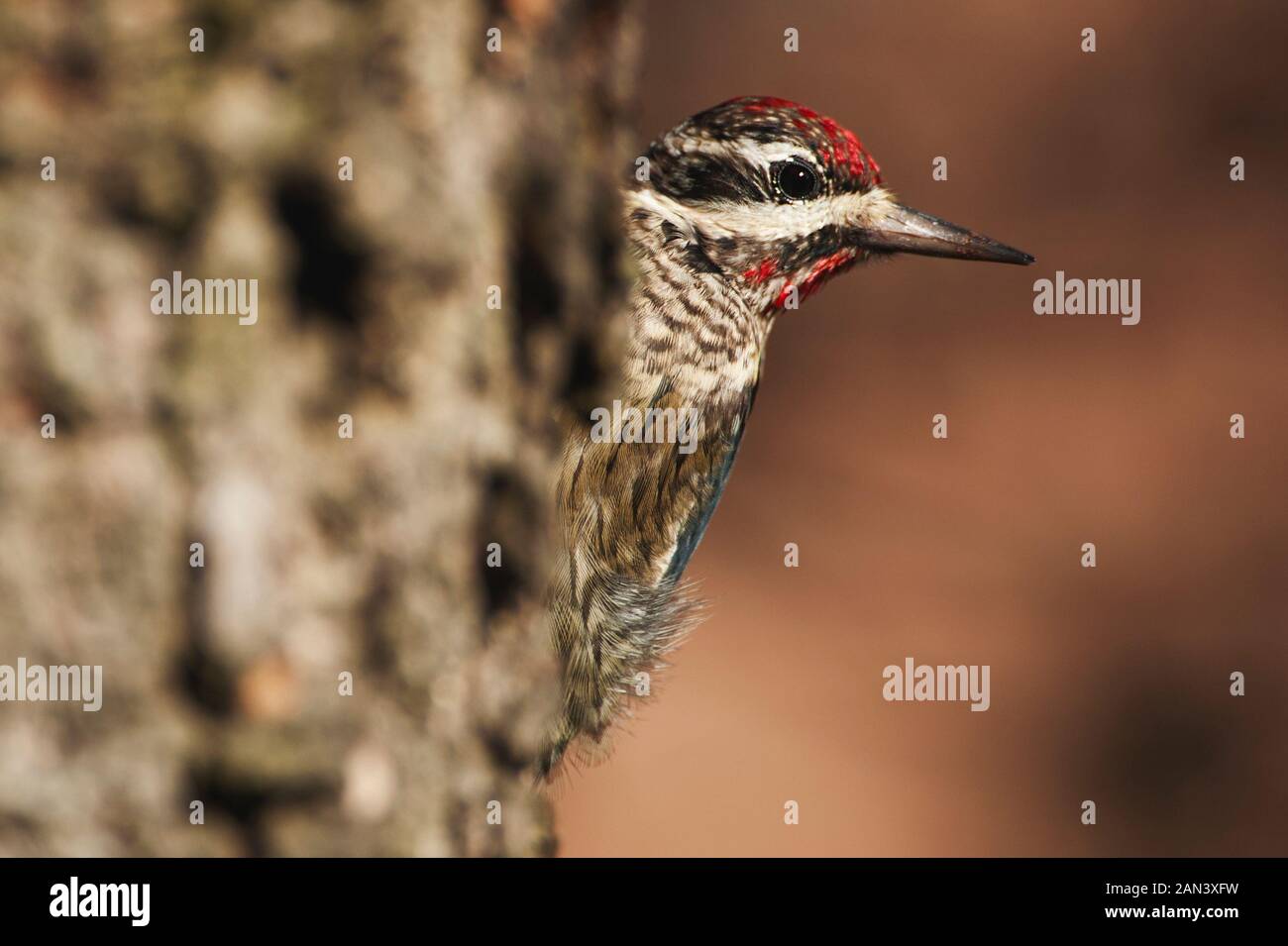 Pic maculé de nourriture Banque D'Images
