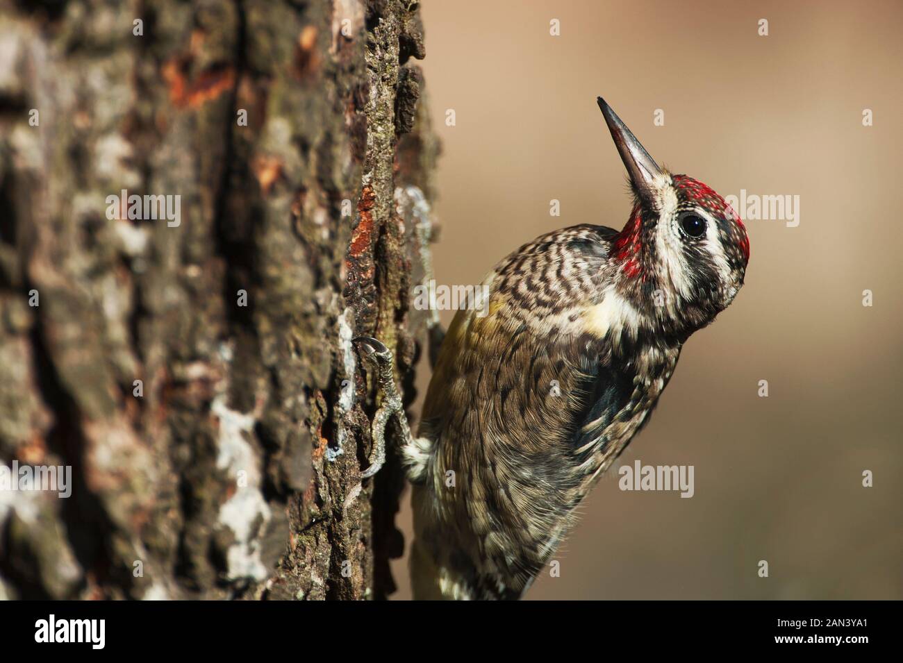 Pic maculé Banque D'Images