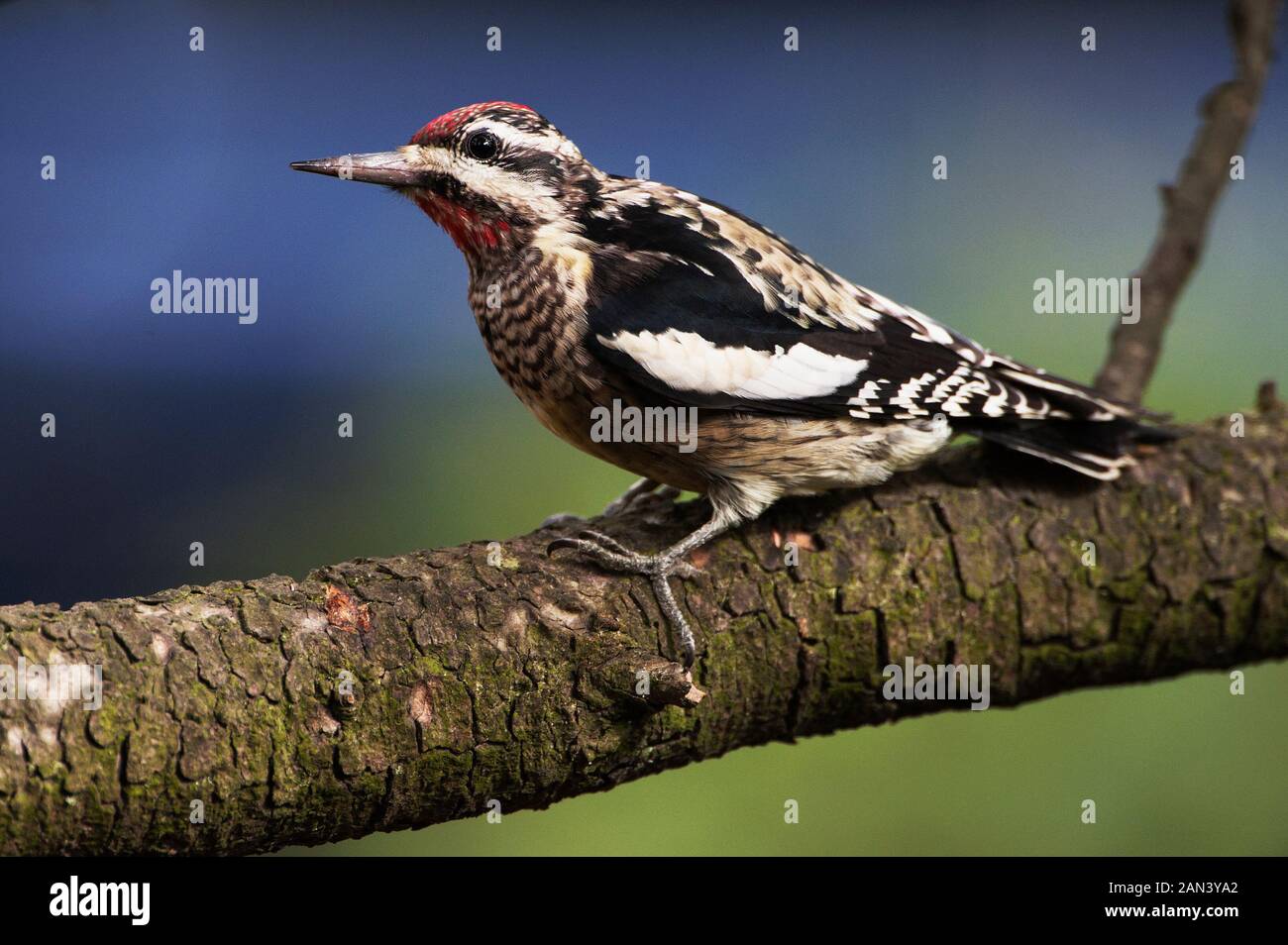 Pic maculé Banque D'Images