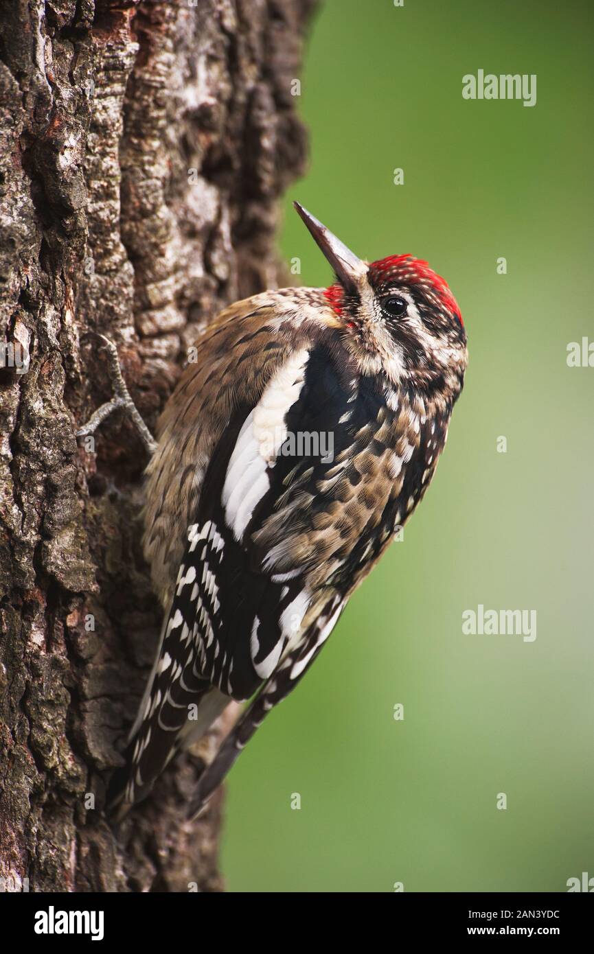 Pic maculé de nourriture Banque D'Images