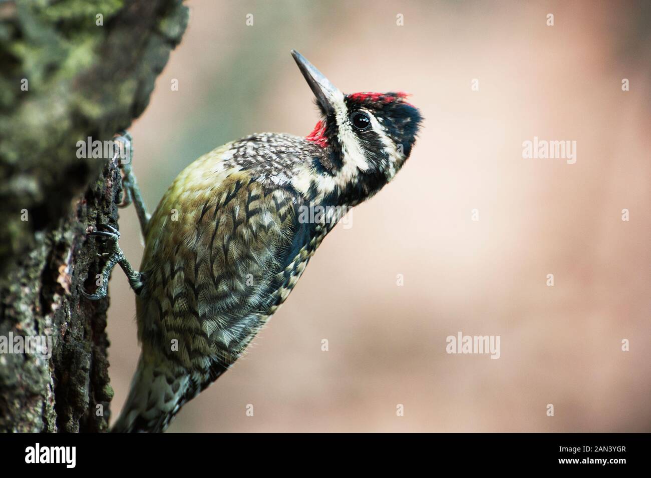 Pic maculé de nourriture Banque D'Images