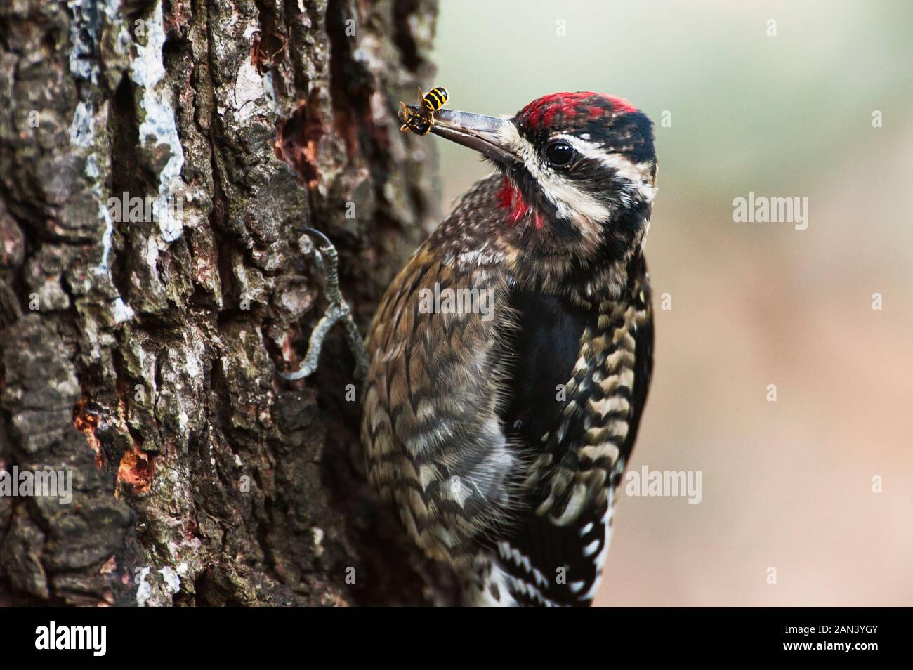 Pic maculé avec une guêpe Banque D'Images