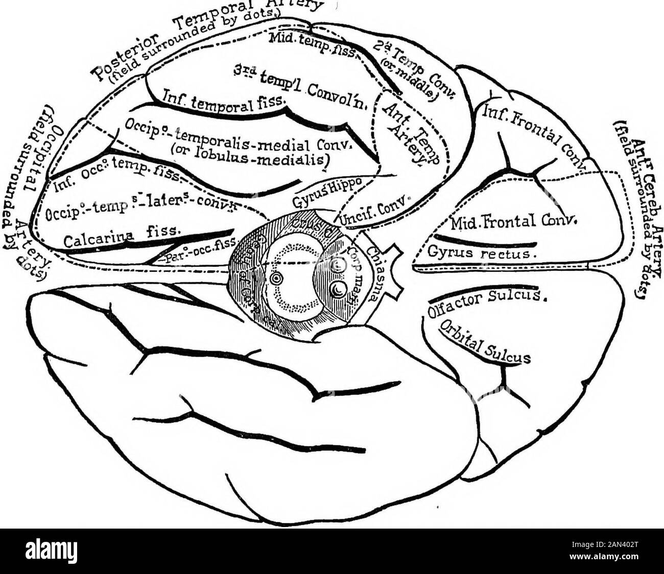 Conférences sur la localisation dans les maladies du cerveau, données à la Faculté de médecine, Paris, 1875 . branches cipal : la première nour-ishes les deux convolutions frontales inférieures ; la seconde, muchmore important, est distribuée (moins souvent que le theSylvian, mais beaucoup plus souvent que le cerveau antérieur) au thegyrus fornicatus (Fig. 16), au corpus calosum, à la première convolution frontale (faces interne et externe), au lobule paracentrique et à la face convexe de la frontalobe, aux première et deuxième convolutions frontales (Fig. 17), et enfin à l'extrémité supérieure de l'as Banque D'Images