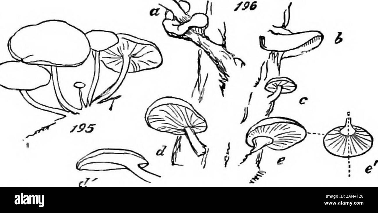Les principes de la biologie . t9l^ champignons en croissance, illustre mieux ce lien de cause andeffect stm. Mais maintenant, marquez ce qui se passe dans le groupe d'Agaricus xylophim, illustré à la Fig. 195. Radii-allymetri-cal comme c'est le cas, et radialement symmetri-cal comme ceux qui sont placés au centre et qui sont tout aussi bondés, nous voyons que les indis périphériques, dissemblables circonférencés de leurs côtés et de leurs côtés à côté du groupe, ont partiellement modifié la symétrie théirradiale en symétrie bilatérale. Il n'est pas possible de faire deux moitiés correspondantes par n'importe quel verticalplane cu Banque D'Images