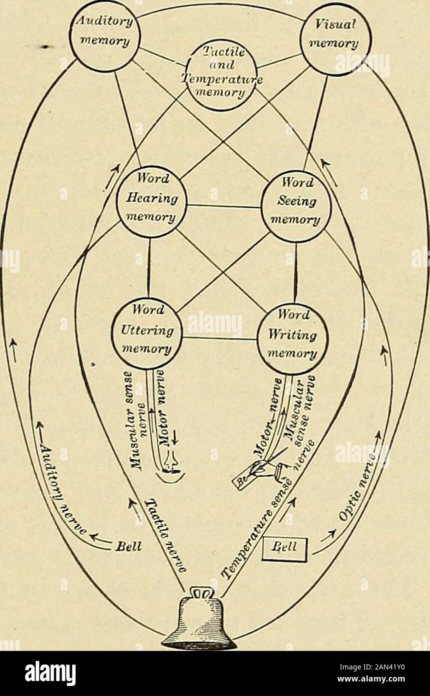 Maladies nerveuses organiques et fonctionnelles; un livre de texte de neurologie . ratiodu développement cortical, et leur nombre réel est un indice de la capacité mentale. La fonction de ces fibres d'association est de former le basispour l'association de souvenirs concrets et d'actes psychiques, et leur intégrité est nécessaire à la pensée. En étudiant subjectivement la théassociation des idées dans l'esprit l'importance de leur fonction est évidente. Nous avons déjà vu que chaque impression sensorielle laisse une mémorisation qui est la base de notre reconnaissance d'un objet. Mais eachobject produit sur le Banque D'Images