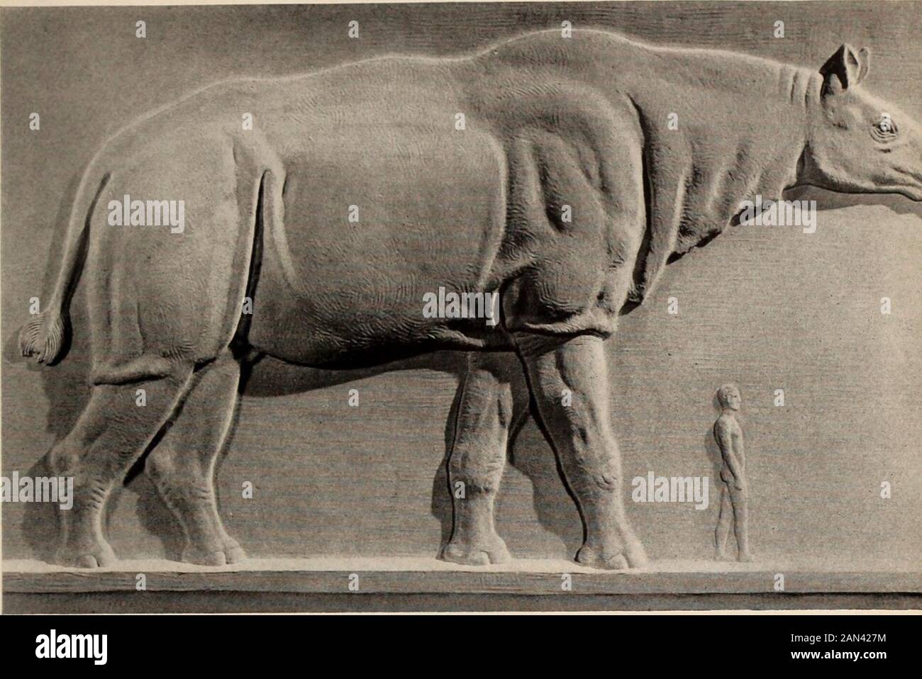 Guide général des salles d'exposition du Musée américain d'Histoire naturelle . /&gt;,/. BALUCHITHERIIM. Un gigantesque mammifère fossile d'une longueur de 34 pieds, probablement lié au rhinocéros de façon à ce que les oiseaux primitifs proviennent de prédinosaures à os légers d'une époque très arlière (Trias). Quelques exemples d'oiseaux offiles sont montrés dans le coin droit du hall, y compris le Diatryma géant à pattes longues avec bec itspawerful, et l'ancien oiseau aquatique nageant, Hesperornis. Dans un cas de naigh-ennuyeux sont des moulages du famousArccopteryx. Cette créature était en fait transitoire entre reptiles Banque D'Images