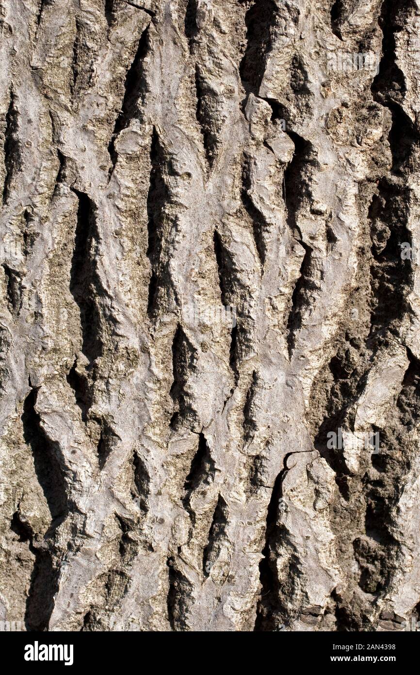 Un gros plan de l'évolution de l'écorce des arbres. Image en arrière-plan Banque D'Images
