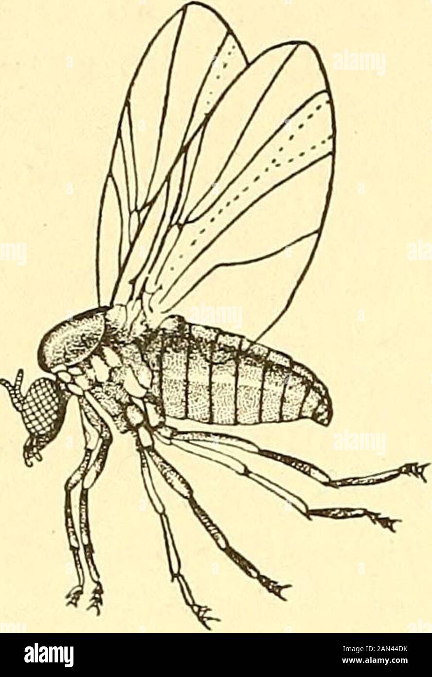 Labrador, le pays et la population . pas l'espèce qui se produit. Les Culicidae, ou moustiques, sont étroitement liés aux Chiro-nohiidae ou aux miges. Quatre ou cinq espèces de cette famille ont été encorées, mais parmi elles, il n'y a pas de représentants des bitingformes. Au genre Ceratopogon appartiennent les ^punkies, en orbite des gnats, que les Indiens appellent le no-see-um. Thesevery minute mais les insectes ennuyeux sont parfois abondants dans le Maine de la mer du nord, et particulièrement perceptible juste après le coucher du soleil quand il n'y a pas de vent. Ils peuvent s'étendre dans le sud du Labrador. La mouche noire, Swiulium (Fig. 6), je Banque D'Images