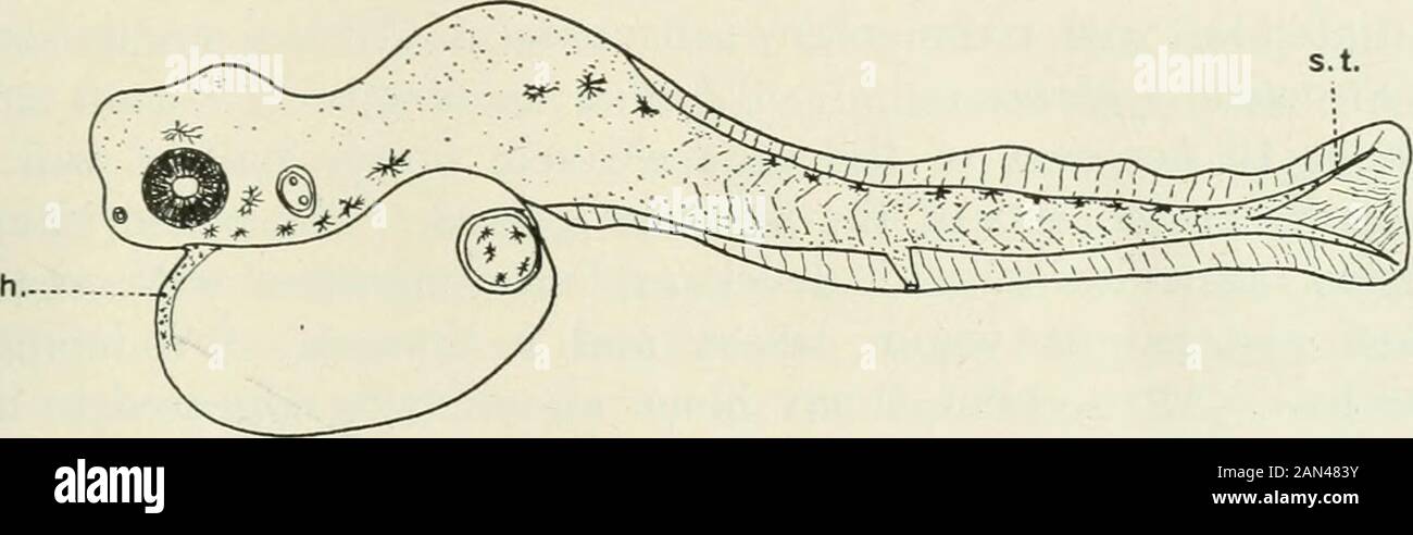 Journal de zoologie expérimentale . ours après fertihisation. Les larves sont incapables de vivre plus d'un jour ou deux dans des bols à doigts. Cela est sans doute dû à la famine et à la séquestration. À l'éclosion, les larvaeare sont très faiblement pigmentées. Deux types de chromatophores se produisent, un type noir très dédUcideusement ramifié confiné au corps, et un type jaune opaque roundish se produisant dans le DÉVELOPPEMENT défini ET L'HÉRÉDITÉ CHEZ LES HYBRIDES 549 endroits au sujet du corps, une paire devant et une paire - behindthe yeux; une troisième paire derrière les vésicules otiques et un nombre de regillarlj^ sans formation arrangés paires sur le corps et Banque D'Images