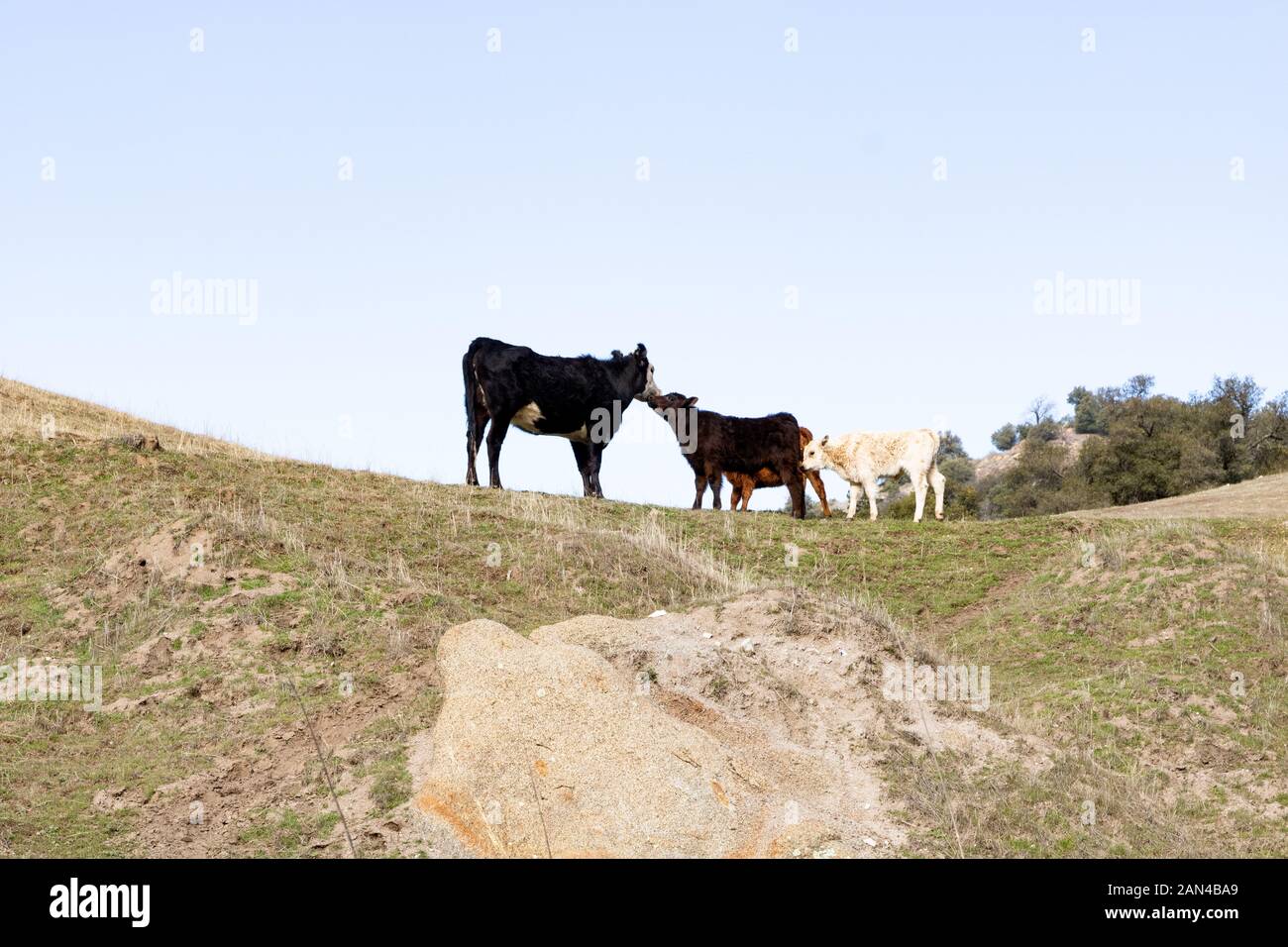 Une vache laitière bébé deux veaux sur free range les terres à pâturage, jeune veau toucher le nez avec mère vache, scène d'offres, de l'élevage de profil Banque D'Images