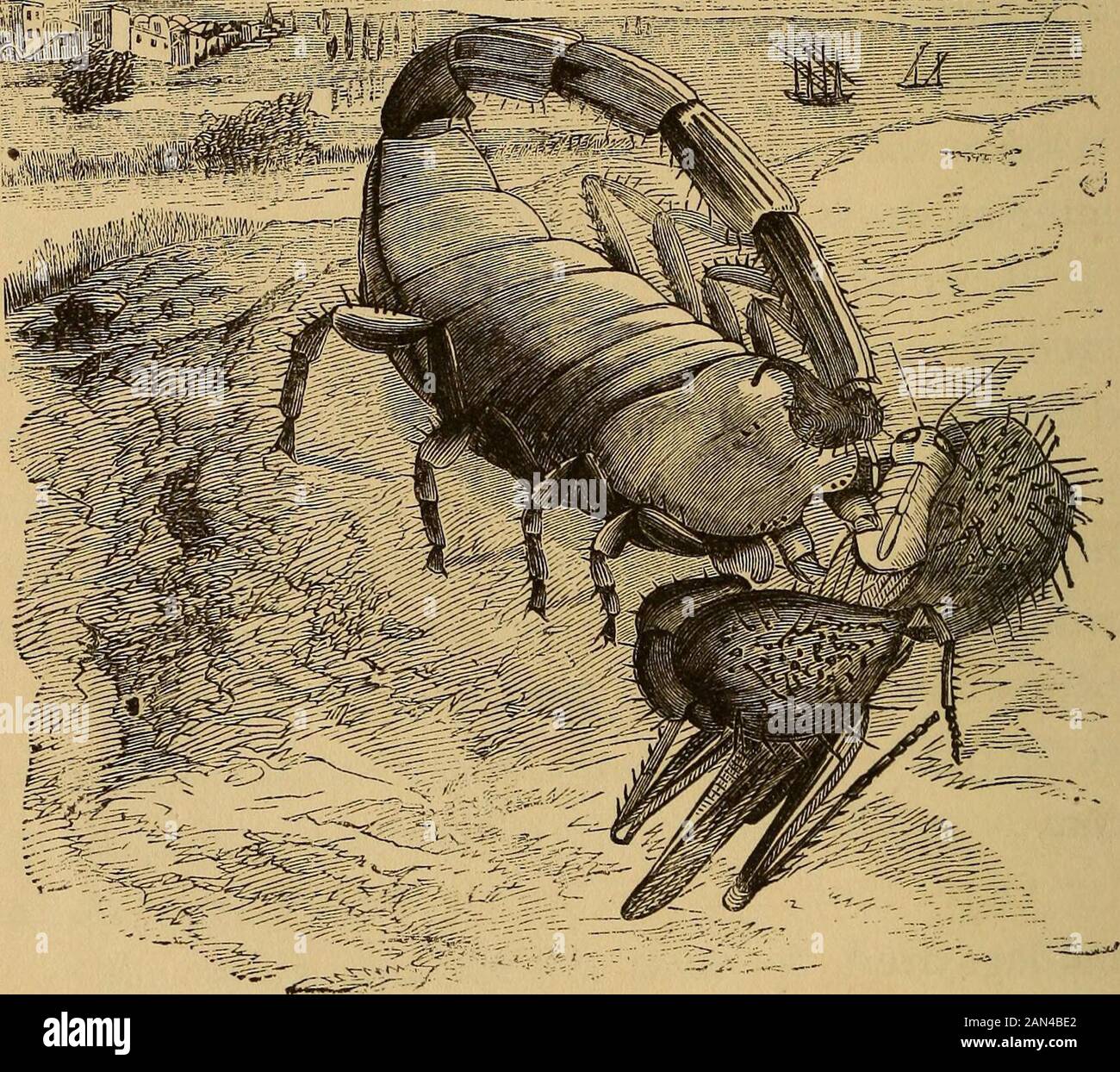 Quatre pieds, ailes, et ailettes . hesmalles sont fatales aux petits animaux et extrêmement soto homme, et exigent la mortification la plus soigneuse de pansement toprevent. Les scorpions ont des griffes très semblables à des homards, mais leurs pieds sont comme des araignées. En fait, ils sont plus comme une araignée que tout autre, appartenant à la même famille. Certains des théscorpions ont six yeux et d'autres, huit. Thoughit est si laid et a un si mauvais nom, il est très dix-der de ses jeunes. La scorpion-mère cherche l'areTreat où ses petits b^ de tous les dangererand pendant plusieurs jours les porte sur son dos. YouSee il y a une cicatrice Banque D'Images