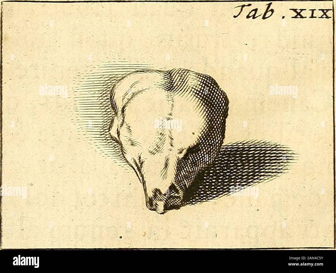 Theodori Kerckrinii, Doctoris medici Opera omnia anatomica : continentia Speciliegium anatomicum, Osteogeniam foetuum, nec non Anthropogeniae ichnographiam : ackatissimis figuris aeri incisis illustrata . ERCKRINGII ulna? partem longitudinal exsequans, quiexreneprorogation totum uretercm occupaverat, fic utmagna fui parte adhuc reni inhaereret: fubftite-rat, ut vidtur, ad infertionem utemm obli->quam, qua veam figuntur, iilam per-furifurifurifte, perifurifte-furifte-furifte et, perifurifte-furifte-furiuriuriuriuriuriurifte et Banque D'Images
