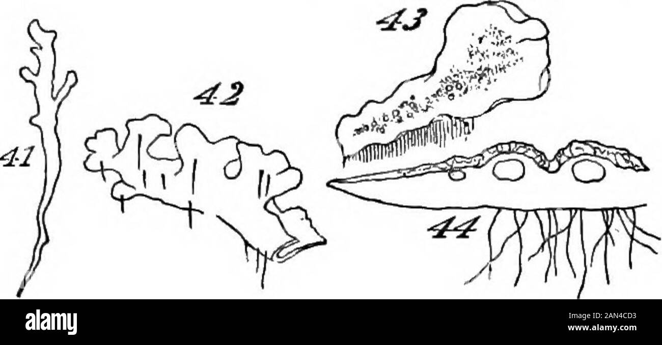 Les principes de la biologie . e classe de plantes à laquelle nous tournons maintenant—celle des Arogens-7-est presque liée par ses membres inférieurs aux classes épigées : Tellement, que certains des menteurs inférieurs sont assez licheniform, et sont souvent trompés pour les lichens.En Passant sur ces derniers, nous recommandons notre analyse avec les suchmembers de la classe, comme répéter ces indications de progresstoward une composition plus élevée, que nous venons d'observer parmi les Algce plus développé. Le Jungermanniaceceburnish nous avec une série de types, indiquant clairement la transition d'un agrégat de la deuxième orde Banque D'Images