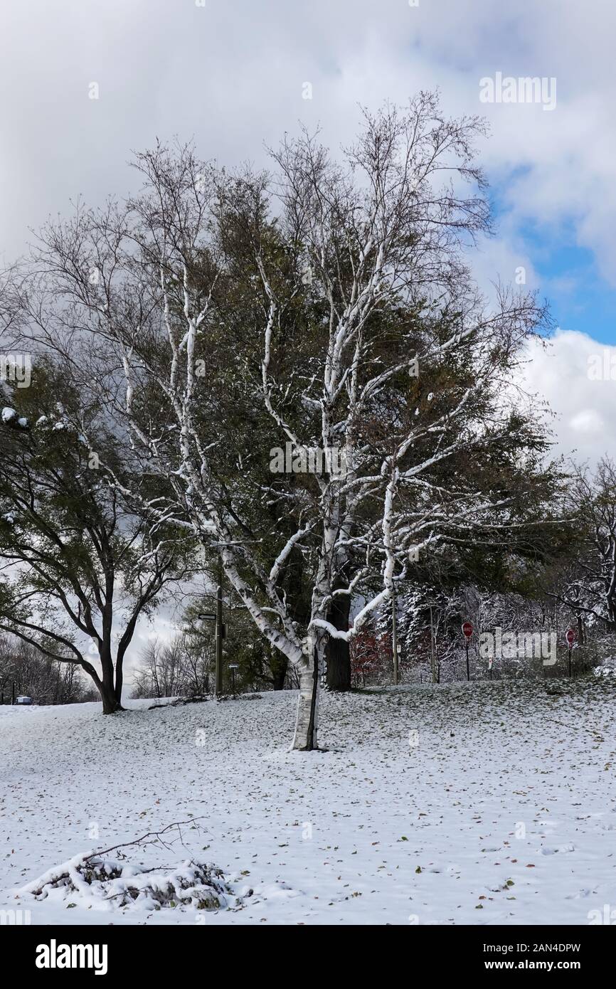 un arbre à feuilles caduques devant un arbre vert pendant le jour enneigé de l'hiver 2019 Banque D'Images