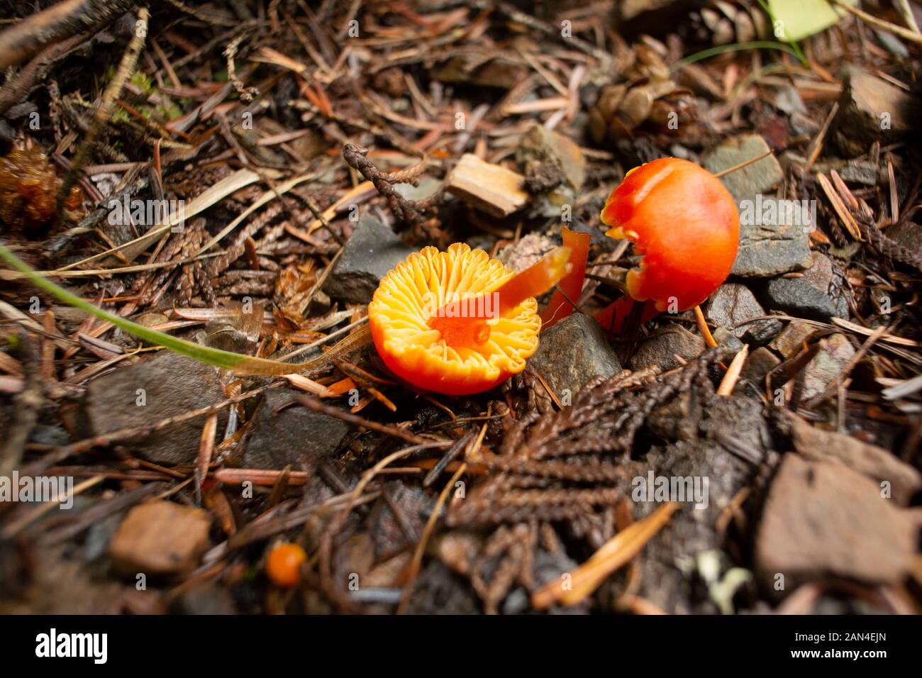 Hygrocybe miniata, Vermilion Waxcap, décoloration ou Waxycap écarlate croissant dans une forêt de conifères, jusqu'à Eagle View, dans le nord-ouest de Sanders Comté, Montana Banque D'Images