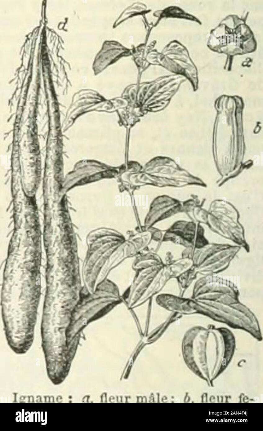 Nouveau Larousse illustraté : dictionnaire universel encyclopédique . ne un tuteur au-tour duquel elle sen-roule; ce nid guèrequo vers la fin de laseconde ou troisièmeannée quo les tubercules ont mis au point un développement convenable. Lignamerouge, originaire des Antilles, est répandue dans la région Afrique ou Amérique tropicale ; ses tubercules, amerset néeux et ils sont effilochés, déviants, à leauou rôtis, léun jeu linguistique. IGNARE f^n mil. —du lat. Ignarus)Ti. Et adj. Fara. Se ditdun ignorant, dun homme qui ne dit pas : Un hommeKiNARE. Une IGNARE. Il Semployait avec un compliment :Un ho Banque D'Images