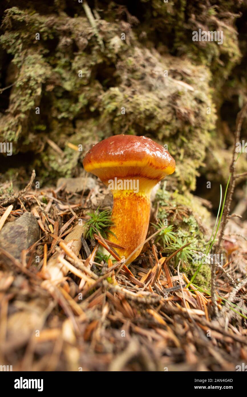 Suillus grevillei, Greville, mélèze du bolet Bolet, poussant dans une forêt de conifères jusqu'à Eagle View, dans le nord-ouest de Sanders Comté, Montana. Suillus gr Banque D'Images