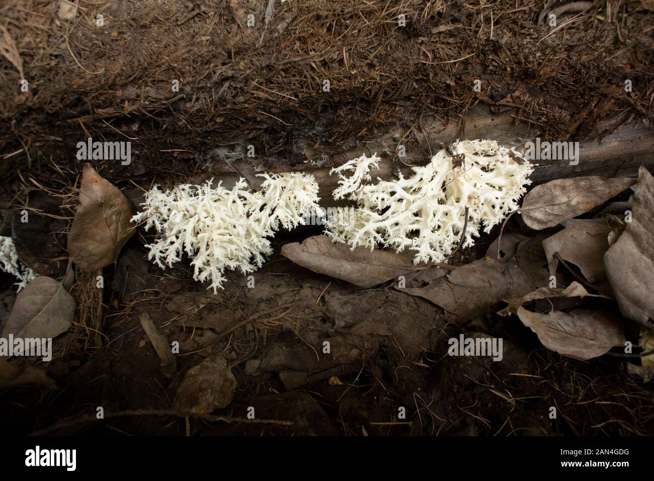 Hericium coralloides, blanc corail champignon poussant sur le fond d'un journal tombé à Troy, Montana. Dents de peigne de champignon. Banque D'Images