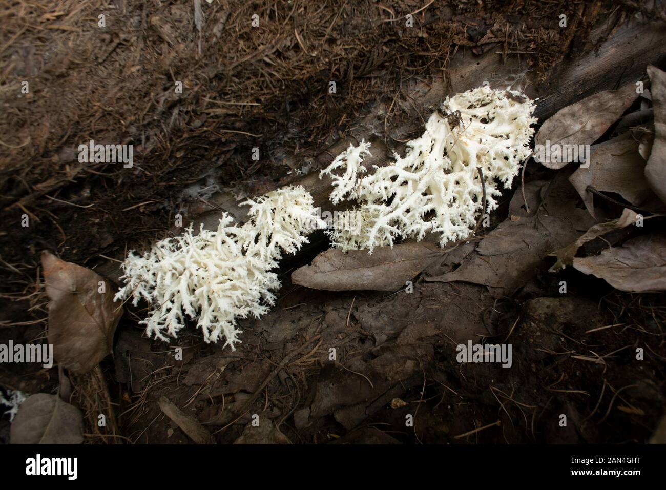Hericium coralloides, blanc corail champignon poussant sur le fond d'un journal tombé à Troy, Montana. Dents de peigne de champignon. Banque D'Images