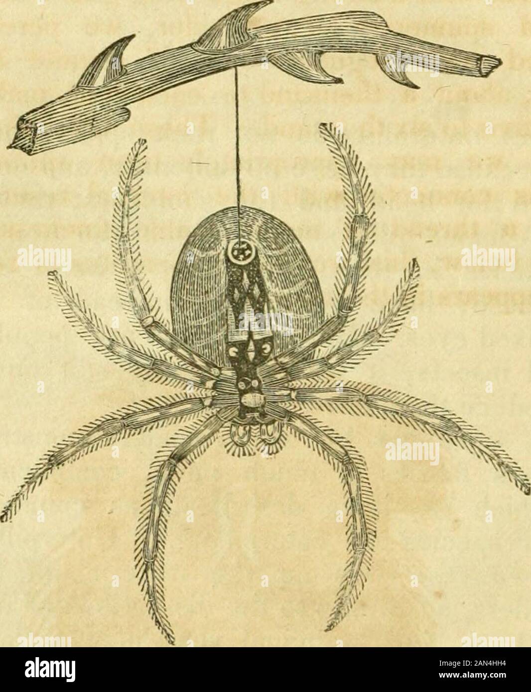 Histoire naturelle des insectes : comprenant leur architecture, transformations, sens, nourriture, habitudes--collection, préservation et arrangement . s commun à des espèces de chenilles. Les chenilles n'ont que deux réservoirs pour les matériaux de leur soie, mais les araignées, selon les dissections de M. Trevi-ranus, ont quatre principaux navires, deux plus grands et deux plus petits, avec un certain nombre de minutes à la base. Plusieurs petits tubes se brandissaient vers les reser-voirs, pour les transporter, sans doute, une fourniture du matériel sécrété. Swammerdam décrit des thèmes tordus dans de nombreuses bobines d'un agate Banque D'Images