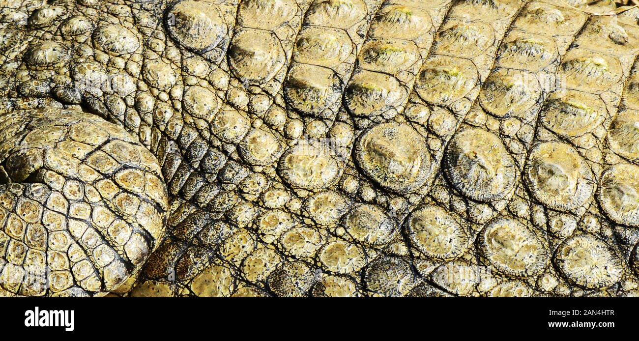 Motifs de peau d'un crocodile. Banque D'Images